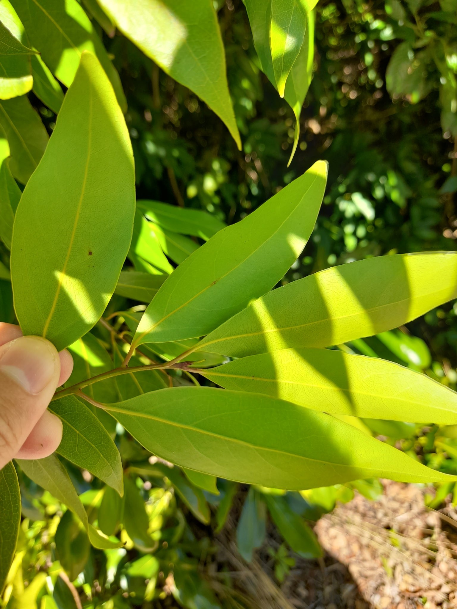 Nectandra coriacea